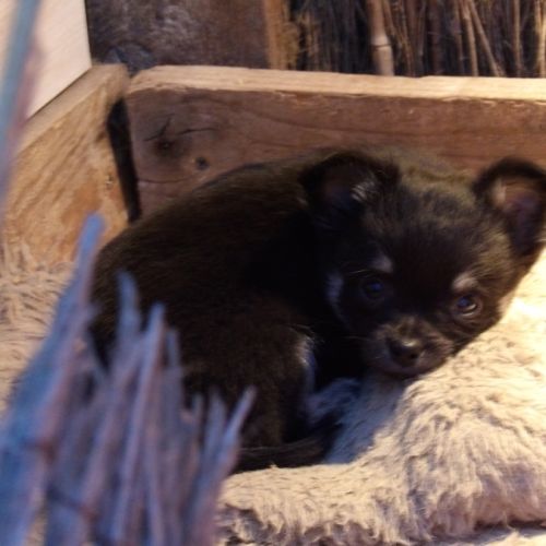 Chiot chihuahua