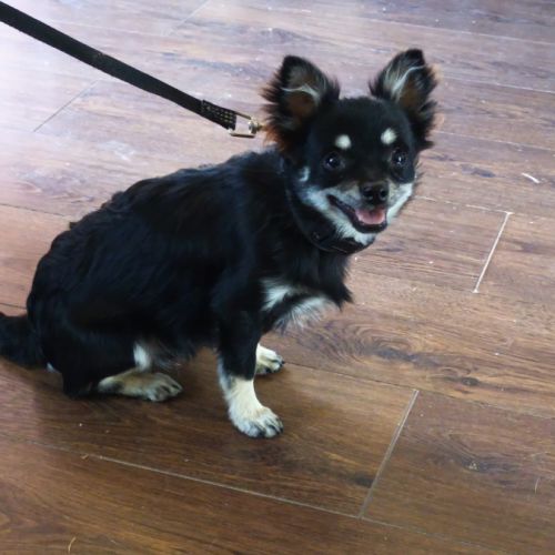 Chiot chihuahua