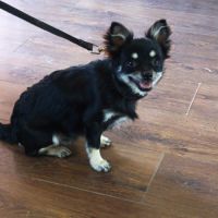Chiot chihuahua