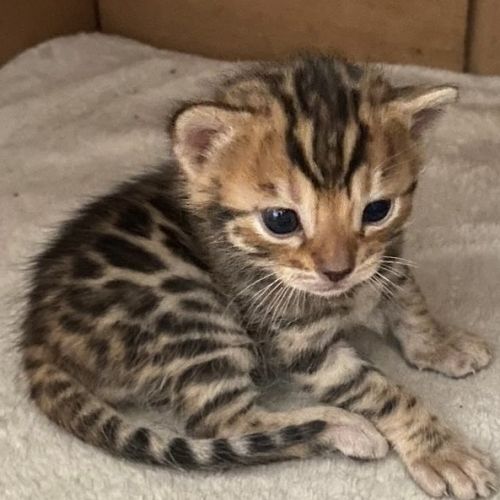 Chaton bengal brown loof #1