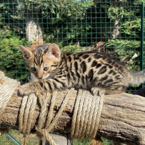 Chaton bengal brown loof #0