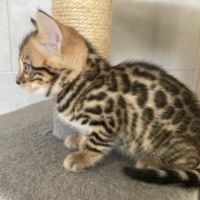 Chaton bengal brown loof #2