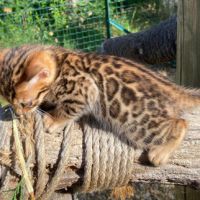Chaton bengal brown loof #3