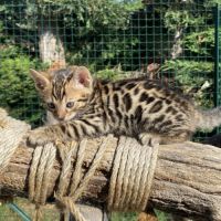Chaton bengal brown loof