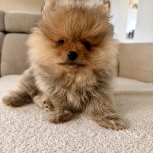 1 mâle spitz poméranien fauve