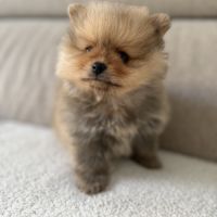 2 mâles spitz nain #1