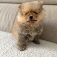 2 mâles spitz nain #2
