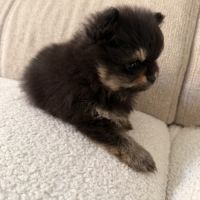 2 mâles spitz nain #3