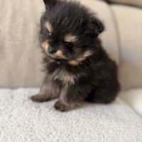 2 mâles spitz nain #4
