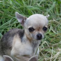 Chihuahua femelle