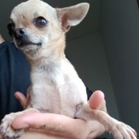 Chihuahua femelle #2