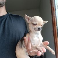 Chihuahua femelle #3