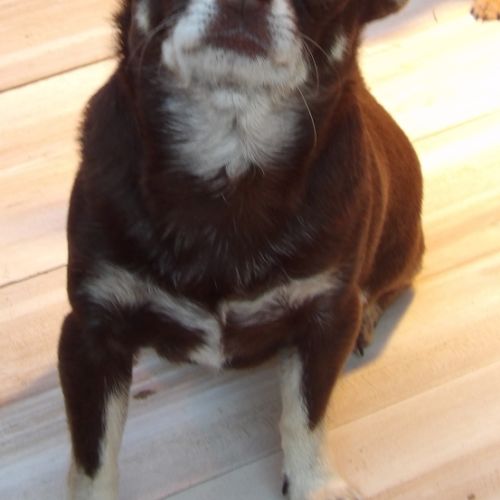 Mâle chihuahua adulte #1