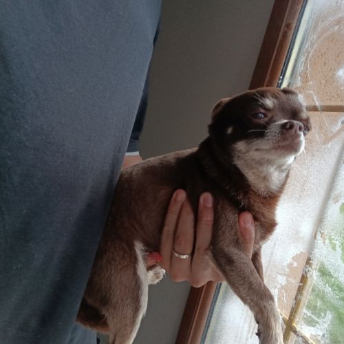 Mâle chihuahua adulte #2