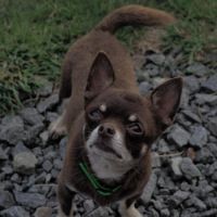 Mâle chihuahua adulte