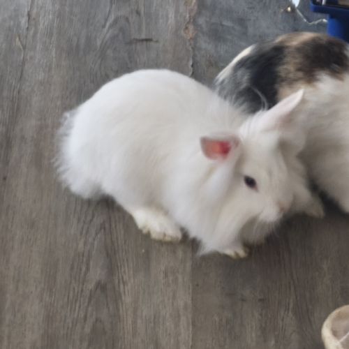 Lapins angora #0