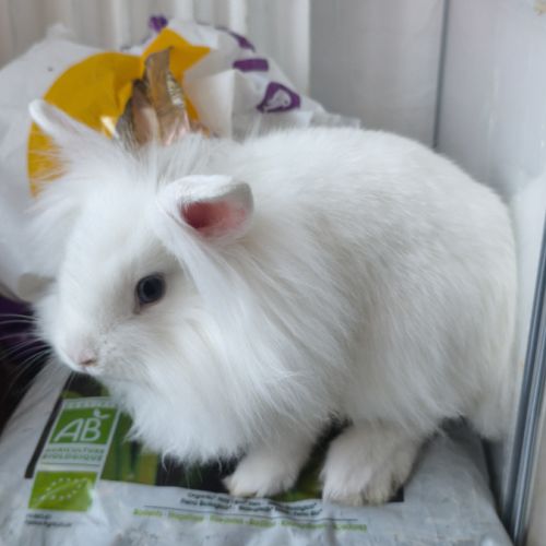 Lapins angora #2