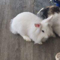 Lapins angora
