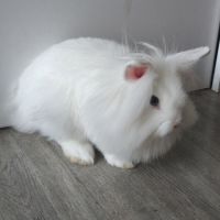 Lapins angora #3