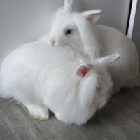 Lapins angora #4