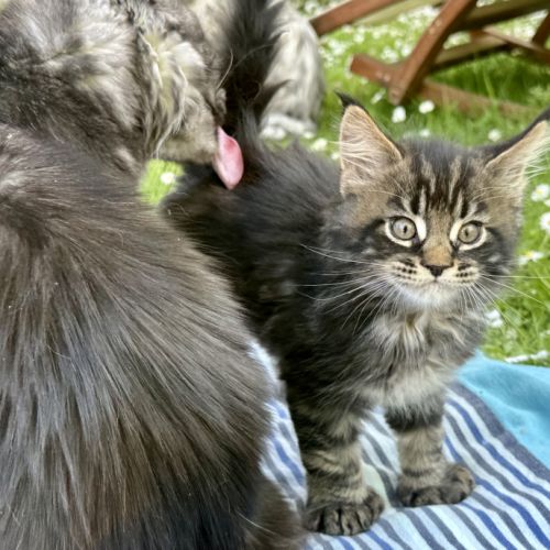 Chaton maine coon loof- male polydactile #1