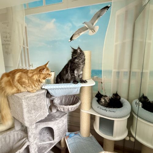 Chaton maine coon loof- male polydactile #3