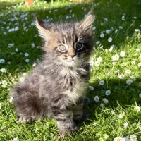 Chaton maine coon loof- male polydactile #0