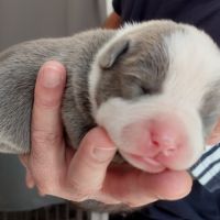 Chiots american staff lof bleu