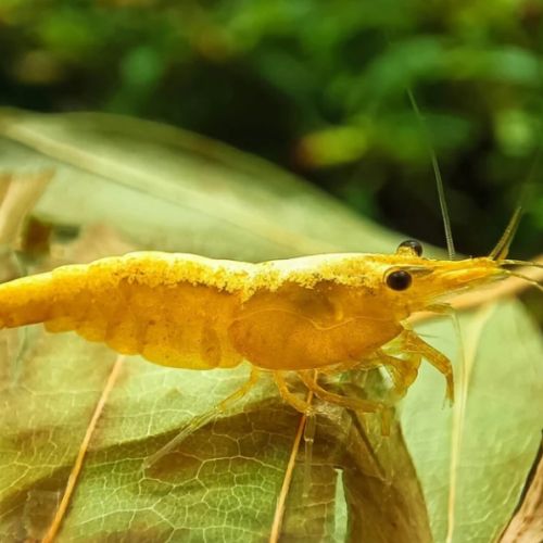 Crevette neocaridina davidi yellow à vendre