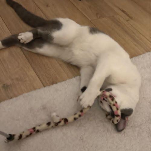 Basil un jeune chat très attachant #2