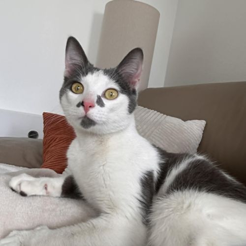 Basil un jeune chat très attachant