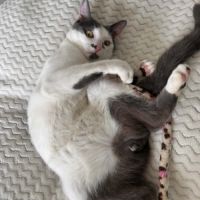 Basil un jeune chat très attachant #1