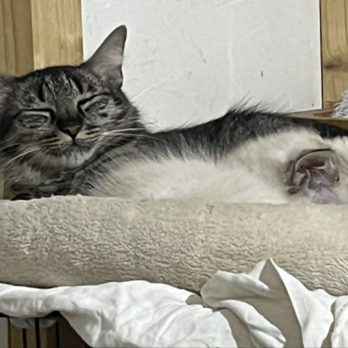 Fleur un jolie jeune chatte  douce #2