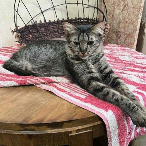 Fleur un jolie jeune chatte  douce #4