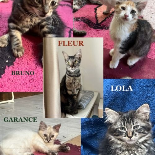 Fleur un jolie jeune chatte  douce #5