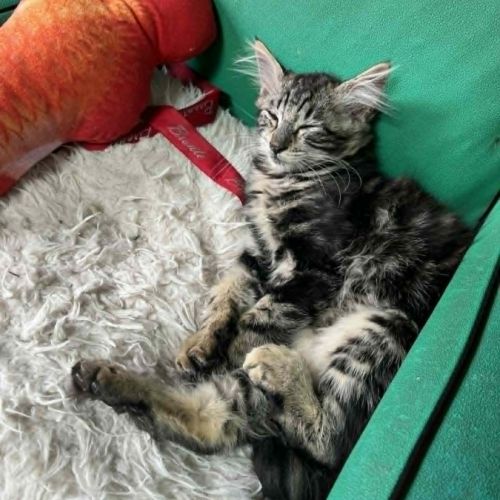 Fleur un jolie jeune chatte  douce #6