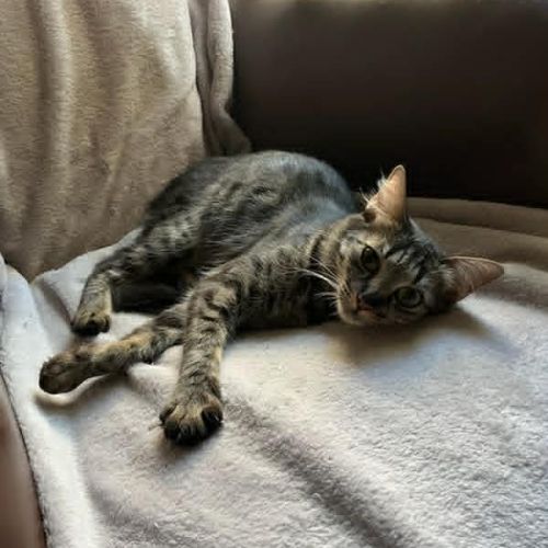 Fleur un jolie jeune chatte  douce #7