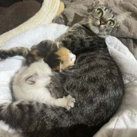 Fleur un jolie jeune chatte  douce #1