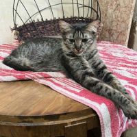 Fleur un jolie jeune chatte  douce #4