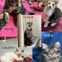 Fleur un jolie jeune chatte  douce #5
