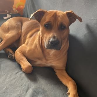 Chien rex à l adoption