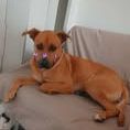 Chien rex à l adoption #2