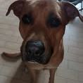 Chien rex à l adoption #3
