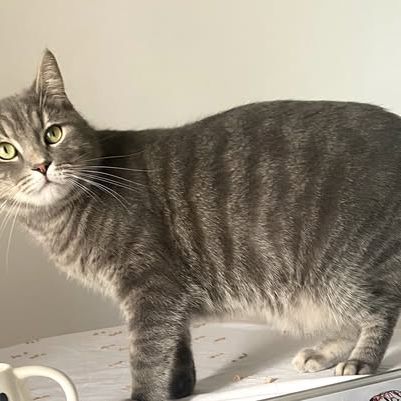 Chat  gribouille à l adoption #0