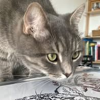 Chat  gribouille à l adoption #2