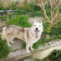 Chien thorium à l adoption