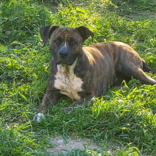 Chien leika à l adoption #0