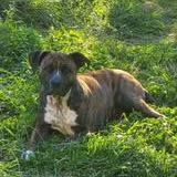 Chien leika à l adoption #4