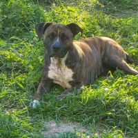 Chien leika à l adoption