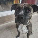 Chien leika à l adoption #2